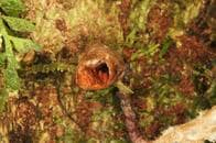 植物学者が称した「世界で最も醜いラン」、マダガスカル島で発見される