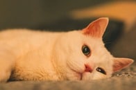母親に猫を預けたらこうなった...飼い主が絶句した衝撃のビフォーアフター