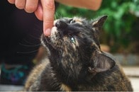 友人をかんだ猫の「一番恥ずかしい写真」公開...飼い主の「仕返し」にネット爆笑
