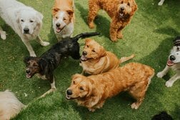 北朝鮮が猛暑対策に推奨するのは「犬肉スープ」？　本当に効果はあるのか？