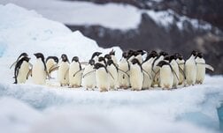 宇宙からペンギンの「ふん」の色が見える？　アデリーペンギンの食生活から探る「南極の環境変動」