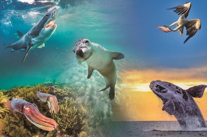南オーストラリアの海洋保護キャンペーンに起用された5種の生物:ホホジロザメ、シロハラウミワシ、ミナミセミクジラ、オーストラリアコウイカ、オーストラリアアシカ