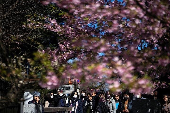 公衆衛生当局者や企業、金融市場は、北半球に暖かい天気が到来することで新型コロナウイルスの感染拡大が鈍化するのかどうか、兆候を得ようと努めている。写真は23日、東京の上野公園をマスク姿で歩く人々（2020年　ロイター/Athit Perawongmetha）