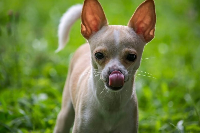 「犬も夫もタイプど真ん中」...ペットを人間化した結果に「あるある」の声続出（写真はイメージです）　Jairo Alzate-Unsplash