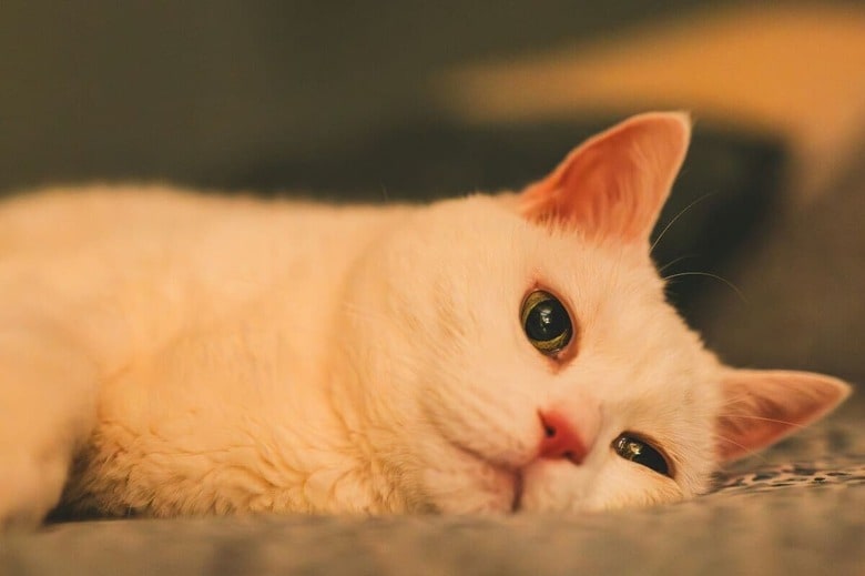 甘やかされて育った猫は...（写真はイメージです）　Hakim Menikh-Unsplash