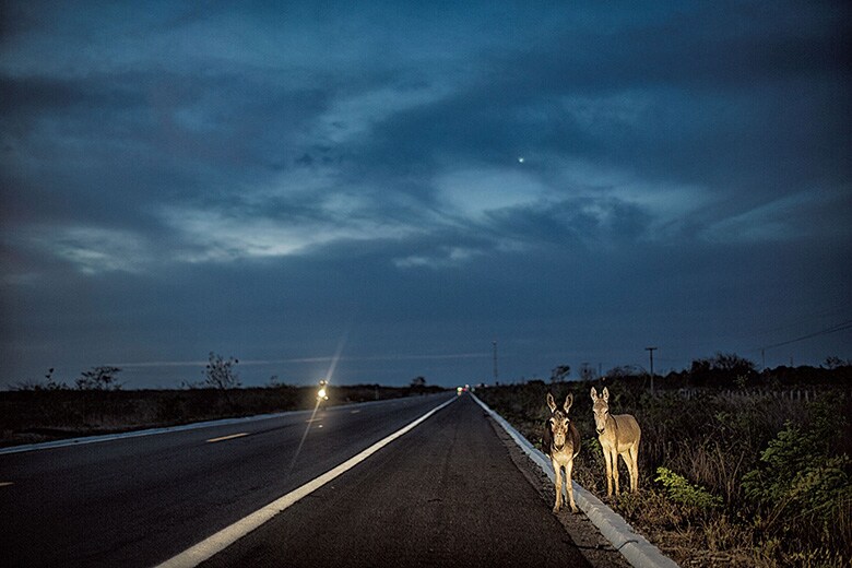 農作業や運搬の仕事を担う貴重な存在として重宝されたロバが、今では野生化してドライバーを脅かす