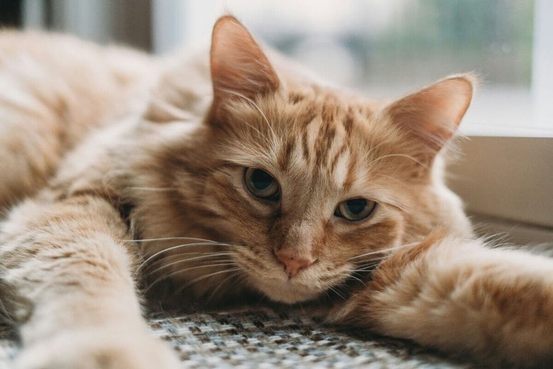 「猫嫌い」に対する猫の反応は？（写真はイメージです）　Steven Van Elk-Unsplash