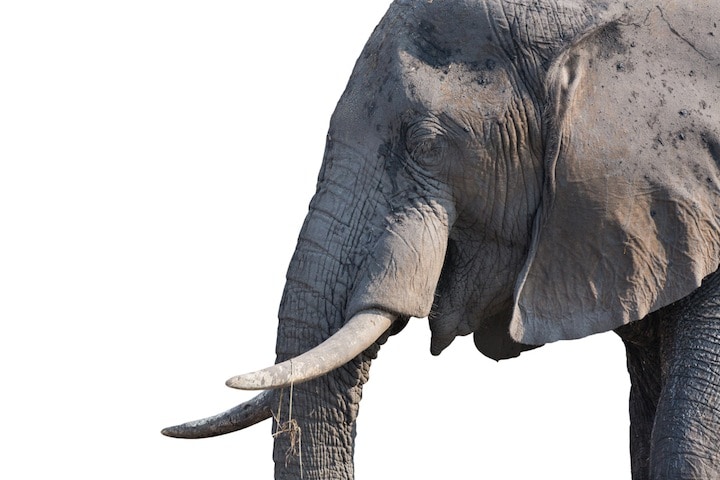 ヒトの100倍もの細胞を持ち、70年程度生存するゾウ　PobladuraFCG-iStock