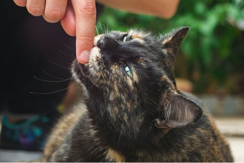 猫がかみつく理由はさまざま（写真はイメージです）　Herman Delgado-Unsplash