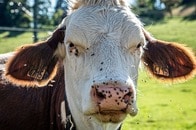 【写真】人や動物に寄生する「肉食バエ」が中米で急増...かつて根絶されたアメリカに迫る