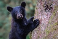 「笑って楽しんでいた」 子グマを縛って虐待死させた人々の写真と動画に非難が殺到