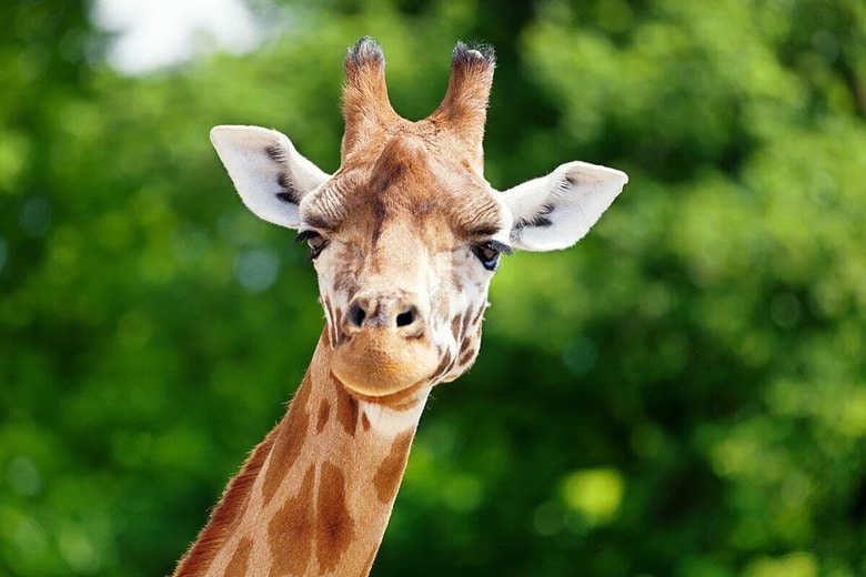 （写真はイメージです）　Anita van den Broek-Shutterstock