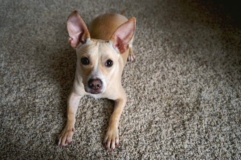 「もう二度と一人にしない...」飼い主の涙を誘った子犬の猛アピール（写真はイメージです）　Rosalie Barley-Unsplash