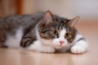 飼い主や同居ネコの名が分かる？　2022年に話題となったネコにまつわる研究