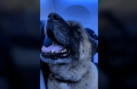 【動画】飛行機で1人分のシートに座る巨大な犬に「恐怖症を克服できる」「10点満点の空の旅！」
