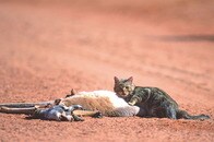 野良猫駆除に本気のオーストラリア...導入するAI搭載の毒噴霧器「フェリクサー」とは？