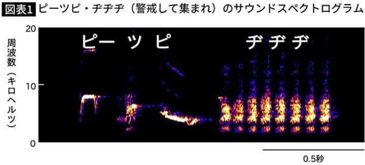 シジュウカラが警戒するときの鳴き声のサウンドスペクトラム