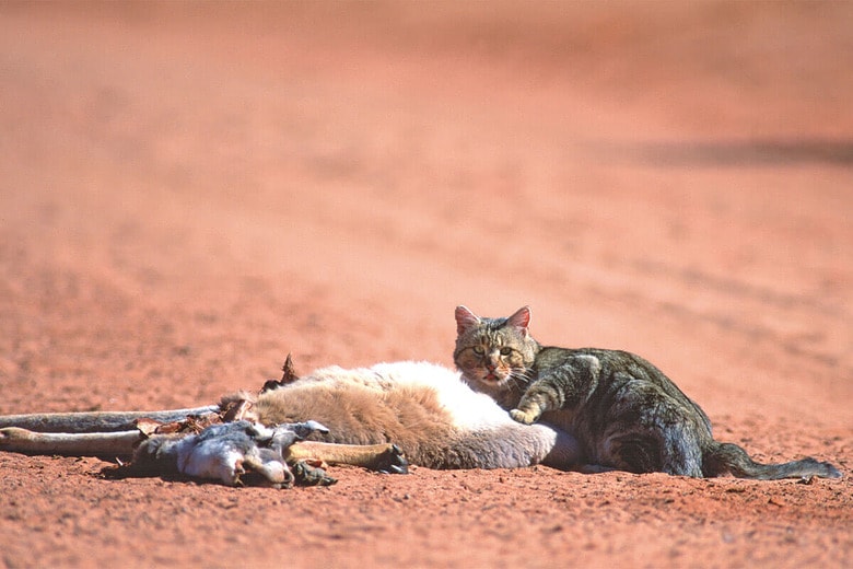 野良猫により既に28の種が絶滅し、さらに100種以上に重大な脅威が及んでいる　JOHN CARNEMOLLA/ISTOCK