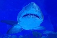 サメの口内から見た世界...偶然撮影された「ジ・エンド」の瞬間