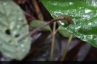 【動画】山道でいつの間にか体に付く「ヒル」、なんとジャンプしていたことが判明...「決定的瞬間」を研究者が撮影