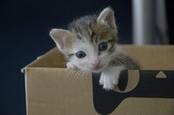 子猫が入った段ボール箱、知らないままゴミ出しに...あとで気付いた飼い主真っ青