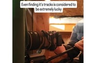 【動画】「神話の犬のよう」「あんなに大きいとは」 北欧で「激レア」動物の撮影に成功...「足跡の発見さえ困難」