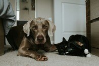 【動画】ドーベルマンが大好きすぎる猫、背中ナデナデしてあげたら...次の展開にネット大ウケ