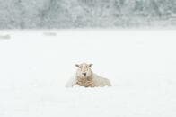 大雪に埋もれた羊を掘り出す、嵐の中の救出劇が話題に