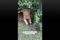 【動画】ペットのネコが「ヘビに噛まれる瞬間」を撮影し、「SNSに投稿」した飼い主の女性に批判殺到