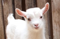 「可愛すぎる」「飼いたくなった」飼い主を探して家中さまよう子ヤギ、その必死さにネット悶絶
