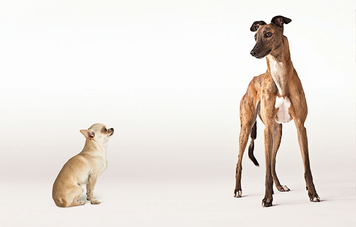 犬種による性格の決め付けは完全に間違っていることもある　David Leahy/Compassionate Eye Foundation-Digitalvision/GETTY IMAGES