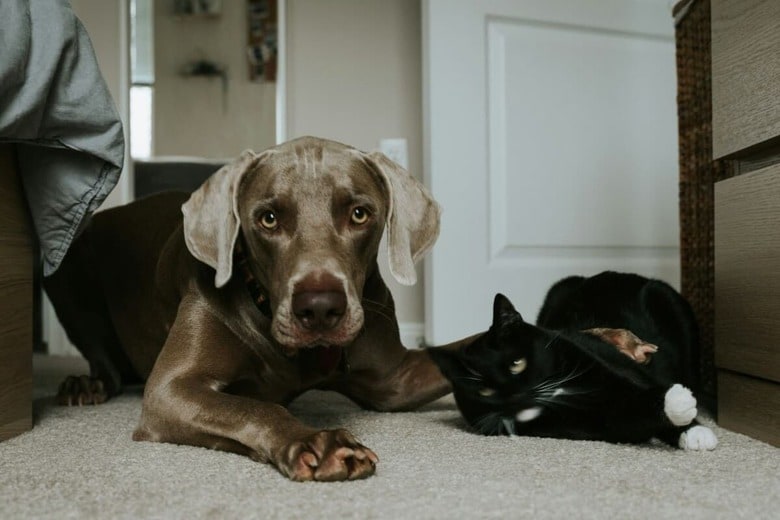 仲良しの猫と犬はたくさんいる（写真はイメージです）　Tatiana Rodriguez-Unsplash
