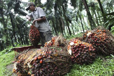 　インドネシア財務省当局者は１６日、全てのパーム油製品について、輸出税を８月３１日まで撤廃したと明らかにした。写真はパームヤシ果実。２０１２年１１月インドネシア・ランガット県で撮影（２０２２年　ロイター/Roni Bintang）
