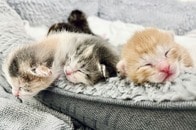 1つの頭に2つの顔を持つ子猫、獣医も「見たことない」...過去には異例の長寿記録も