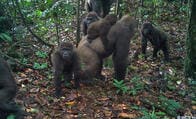超希少ゴリラの子連れの群れ、初めて撮影に成功