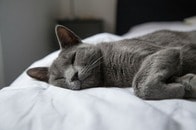 【画像】壮絶な虐待を生き延びた猫...ようやく見つけた幸せ