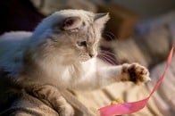 猫を引き取ったはずが...実は犬だった？ 思わぬ反応に新しい飼い主びっくり