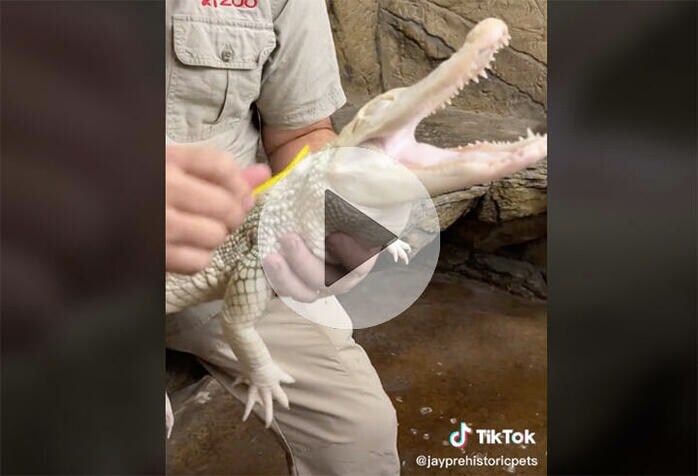 ブラシでゴシゴシされるワニが見せた「満面の笑み」 | ニューズ