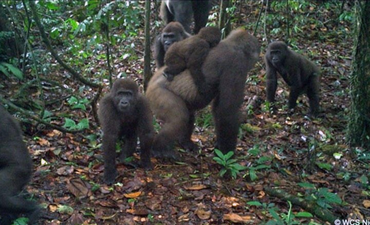 絶滅が懸念されるクロスリバーゴリラだが、次世代が元気に育っているようだ　WCS NIGERIA