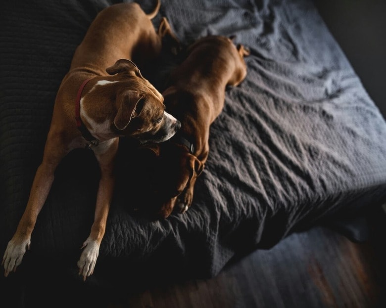 犬と犬だからこそ通じ合うものがある（写真はイメージです）　Jared Murray-Unsplash