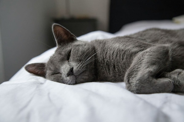 虐待を受けていた猫が、ようやく見つけた幸せ（写真はイメージです） Milada Vigerova-unsplash