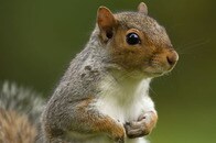 特等席で腹ばい...　扇風機の涼しさを覚えてしまったリス、次の日とった納得の行動とは？