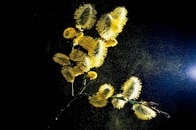 「花粉症は年々、深刻化している」 花粉の量は40年までに倍増、質も強力に...地球の空気に起きた「変質」とは？