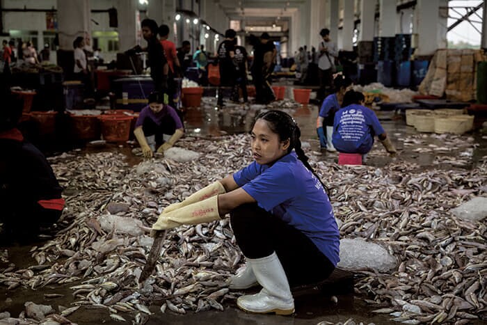 タイ南部のラノーンでは水揚げされた漁獲物を、ミャンマー人の港湾労働者が種類ごとに仕分けている（1月23日）
