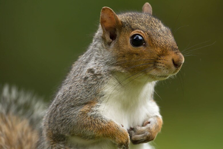 （写真はイメージです）　Dgwildlife-iStock