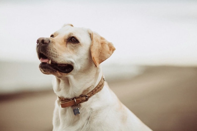 犬の首輪には飼い主の思いが表れることも（写真はイメージです）　Mitchell Orr-Unsplash