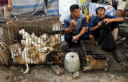 中国犬肉祭りは文化どころか金儲け | ニューズウィーク日本版