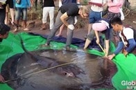 メコン川の主か？ 世界最大300kg近い巨大エイに専門家も唖然　カンボジア