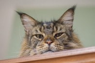 【動画】猫の盗み食いに「画期的な解決策...」動画に「あなたのママは天才」の声