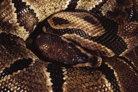 【動画】電子レンジの裏に2匹の巨大ヘビ...しかも交尾中...素手で捕獲の瞬間